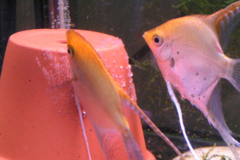 Gold Angelfish pair with eggs.