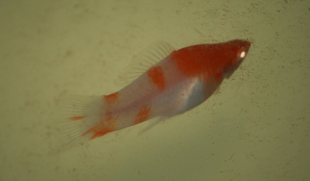 Kohaku (Koi) Swordtail